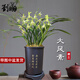 劉閣蘭花蘭花建蘭大鳳素濃香花卉盆栽 5苗帶3花劍配黑色清風(fēng)圓盆源頭直發(fā)