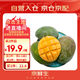 京鮮生 樹上熟 即食凱特芒果 3斤嘗鮮裝 2顆 生鮮水果
