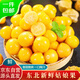 京鮮生 東北特產(chǎn)姑娘果 凈重3斤裝 黃姑娘果菇娘果燈籠果源頭直發(fā)包郵