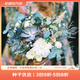 虹越萌吖吖花卉種子 風(fēng)鈴草勿忘我滿天星福祿考角堇等庭院花卉種子 尤加利藍(lán)色領(lǐng)主