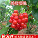 聽(tīng)雪樓嫁接櫻桃樹(shù)苗小果櫻桃樹(shù)苗美燈櫻桃果樹(shù)苗盆栽地栽果樹(shù)南北方種植 2年苗【小苗】1顆 美登櫻桃樹(shù)苗