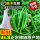 果小云樟樹(shù)港辣椒當季現摘新鮮湖南薄皮嫩青椒自種岳陽(yáng)正宗蔬菜順豐整箱 2斤【順豐包郵】