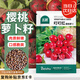 北蔬 櫻桃水果蘿卜種子種苗秋季種蔬菜種籽 叮叮紅櫻桃蘿卜種子1000粒