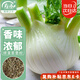 壽禾 球莖茴香種子苗陽(yáng)臺(tái)庭院種植蔬菜種籽 香洋球莖茴香種子2g/袋*3