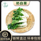 槿饈奶白菜1-5斤 新鮮寧夏矮腳奶白菜 牛奶白菜 奶油白菜 500g