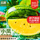 北蔬 西瓜種子種苗早熟黃心黃肉超甜西瓜水果籽 小鳳黃瓤西瓜種子60粒