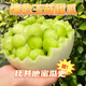 【熱賣款】玉菇甜瓜軟糯香甜  新鮮現(xiàn)摘現(xiàn)發(fā)應(yīng)季孕婦水果 5斤 凈重4-5斤 2-4個 【精品裝】