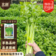 北蔬 小香芹種子種苗農(nóng)家四季盆栽種植青菜籽 四季小香芹種子10g