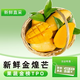 閩農語(yǔ)果金煌芒果現摘新鮮芒果水當季時(shí)令新鮮芒果生鮮云南水果金煌芒果 5斤 | 果農推薦【單果300g+】?jì)糁?.5斤 【當季新品】