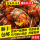 【活蟹】 陽(yáng)澄翀翀大閘蟹 鮮活大螃蟹可全母蟹海鮮水產(chǎn)生鮮禮盒 公4.0-4.3兩母3.0-3.3兩4對(duì)8只