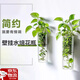 蒲戀壁掛花瓶玻璃創(chuàng)意客廳墻壁裝飾透明簡(jiǎn)約水培插花墻上綠蘿植物花盆 【圓管壁掛花瓶】贈(zèng)無痕鉤