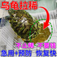 烏龜拉稀益生菌拉肚子浮水常備藥巴西龜拒食調理腸胃炎感冒專(zhuān)用藥 1瓶裝