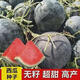 黑皮無(wú)籽西瓜薄皮特大超甜西瓜南方新品種無(wú)子黑皮西瓜種 精挑細選(3粒)、黑冠紅肉無(wú)籽西