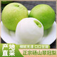 正宗青蜜梨新鮮現(xiàn)摘新鮮水果9斤皇翠冠玉酥香雪梨子碭山梨翠冠梨 3斤【單果250g+】