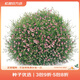 虹越家庭園藝花卉種子 萌吖吖系列花園庭院春秋播花卉種子 滿(mǎn)天星 吉普賽 粉色