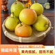 【酥脆爆汁】云南丁香梨小蜜梨薄皮爆甜多汁蜂蜜梨子當(dāng)季孕婦水果 5斤帶箱(凈重4.5斤) 精選裝單果60g+