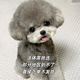 嘉瑰泰迪幼犬灰泰迪純種泰迪狗活犬寵物狗狗活體貴賓犬茶杯犬 寵物級 灰色 公