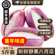 【順豐】野果八月瓜 麻藤包牛卵坨新鮮稀奇水果九月黃炸預(yù)知子 【中果】2斤（50-100g）