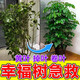 幸福樹(shù)專用肥料營(yíng)養(yǎng)液急救幸福樹(shù)枯萎掉葉爛根干枯客廳盆栽專用肥 1桶裝【急救幸福樹(shù)】