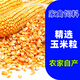農家大玉米粒喂雞鴿子鴨鵝豬飼料家禽糧食糧釣魚(yú)釀酒飼料原料玉米 農家玉米粒 5斤