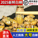 龍味福知了猴新鮮山東活體金蟬知了爬叉猴速凍知了龜特大金蟬中秋送禮 特大白蟬【又大又肥】100只