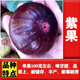 無(wú)花果樹(shù)果苗帶果矮化盆栽特大果波姬紅金傲芬斯特拉無(wú)花果苗樹(shù)苗 紫果5年苗1棵裝原土帶葉帶果發(fā)