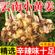 云南小黃姜 現(xiàn)挖生姜 自種老姜鮮姜 羅平生姜 新鮮蔬菜 火鍋食材 小黃姜 帶箱5斤（精選裝）