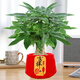 格調(diào)生活大號發(fā)財樹室內(nèi)三桿陶瓷盆陽臺辦公好養(yǎng)綠植盆栽花卉招財寓意植物 大號發(fā)財樹+金紅吉祥如意陶瓷盆 帶盆栽好