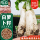 壽禾 大白蘿卜種子種苗白皮蘿卜秋季蔬菜種籽 九斤王蘿卜種子25g/袋*5