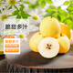 山西貢梨大果酥梨當(dāng)季新鮮梨子多汁脆甜薄皮 【新鮮】精選5斤大果