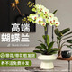 花點時間（Reflower）蝴蝶蘭盆栽帶花帶花苞綠植鮮花客廳辦公室裝飾擺件送長輩源頭直發(fā)