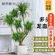 植男植女輕奢龍血樹(shù)綠植盆栽龍須樹(shù)室內辦公客廳造型大型落地植物源頭直發(fā)