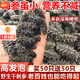 胖東來(lái)品質(zhì)海參野生大連海參干貨淡干遼參一斤40頭30頭散裝禮盒裝 【工廠直批】大號(hào)58只干參 出口品質(zhì)-高倍泡發(fā)-干刺參