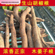 胖東來(lái)甄選木姜子根云南野生山胡椒根煲湯火鍋燒烤香料千里香純特 50··克木姜子根1-5根