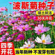 霖畔藍雪花種子四季種植開(kāi)花易活爬藤植物陽(yáng)臺庭院太陽(yáng)花盆栽花苗種籽 波斯菊1000粒+送肥料