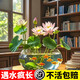 京厽碗蓮種七彩五顏六色水培花卉水養(yǎng)四季蓮花荷花種蓮藕綠植水培蓮子 混色碗蓮60粒遇水發(fā)芽 開花爆盆 裸根不帶土