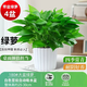 行湘綠蘿盆栽新房綠植凈化空氣 180#綠蘿4盆+白色豎紋吸水盆 源頭直發(fā)