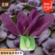 北蔬 紫油菜種子苗紫葉小青梗菜上海青春秋四季菜籽 紫火焰油菜種子5g