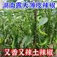 正宗湖南新鮮現摘薄皮辣椒特辣香辣青辣椒農家種植湖南本地土辣椒 【薄皮青椒】 3斤 又香又辣