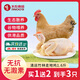 天農食品清遠竹林走地雞1 .6斤 出口供港品質(zhì)農場(chǎng)散養無(wú)抗土雞母雞生鮮食竹林走地雞800g【到手3只】