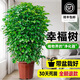靜黛軒幸福樹(shù)客廳綠植高級感盆栽大型植物除甲醛室內好養高端大氣上檔次 幸福樹(shù)60-80cm高（原盆栽好） 無(wú)規格