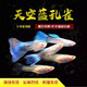 卡奇魚(yú)魚(yú) 觀(guān)賞魚(yú) 熱帶魚(yú) 魚(yú)活體 孔雀魚(yú) 好養耐活魚(yú) 小型魚(yú) 鳳尾魚(yú) 活魚(yú) 天空藍白孔雀魚(yú)1對