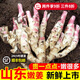 山東嫩姜新鮮嫩生姜子姜仔姜鮮姜腌制嫩姜芽5斤紅芽現(xiàn)挖現(xiàn)發(fā)新姜 山東紅芽嫩姜2斤