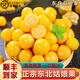 南步東北姑娘果 【順豐到家】黃菇娘燈籠果涼小金豆薄皮姑鳥新鮮水果 5斤 精選【單果7-9g】普快