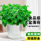 京厽特大號薄荷盆栽可食用水培室內驅蚊植物四季好養檸檬留蘭香迷迭香 A級大盆食品級薄荷原土簡(jiǎn)易盆送營(yíng)養液 含盆