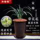 華香園春蘭老八種【宋梅】蘭花苗濃香型養(yǎng)蘭入門室內(nèi)耐陰綠植花卉 宋梅8苗帶盆(棕色盆)帶花苞