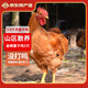 緣琳山 大別山散養(yǎng)100天 童子雞 土公雞 雞肉 新鮮 整雞 優(yōu)選雞肉 2只裝（未打鳴小公雞）
