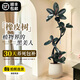 臨雅黑金剛橡皮樹客廳大盆栽造型室內(nèi)大型綠植好養(yǎng)四季辦公室陽(yáng)臺(tái)植物 單飄橡皮樹1.4-1.6米+聚寶盆