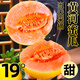 黃河甜瓜新鮮哈密瓜10斤正宗陜西現(xiàn)摘香瓜當季整箱包郵黃哈密瓜 凈重4.5-5斤