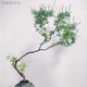 CLCEY黃荊(黃金)老樁苗室內樹(shù)室外造景茶幾綠植樹(shù)飄枝盆景素材擺件客廳 斜飄造型精品老樁(100一120cm) 不含盆